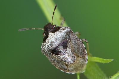 <i>Stagonomus venustissimus</i>