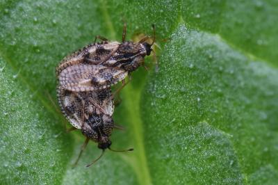 <i>Dictyla humuli</i>
