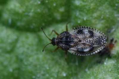 <i>Dictyla humuli</i>
