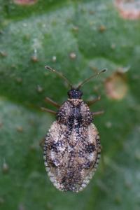 Dictyla humuli