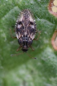 <i>Dictyla humuli</i>