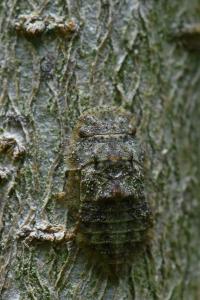<i>Ledra aurita</i>