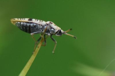 <i>Tingis cardui</i>