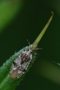 <i>Tingis cardui</i>