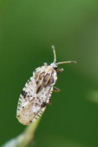 <i>Tingis cardui</i>