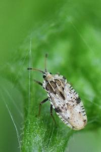 <i>Tingis cardui</i>