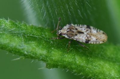 <i>Tingis cardui</i>