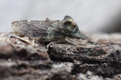 <i>Ledra aurita</i>