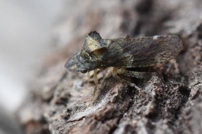 <i>Ledra aurita</i>