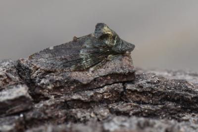 <i>Ledra aurita</i>
