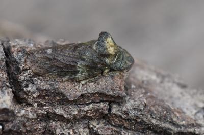 <i>Ledra aurita</i>