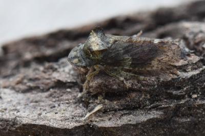 <i>Ledra aurita</i>