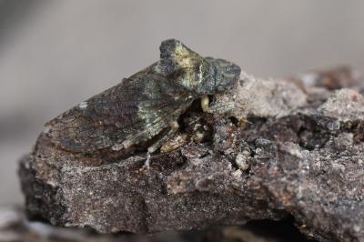 <i>Ledra aurita</i>