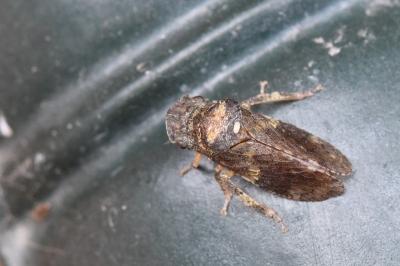 <i>Ledra aurita</i>