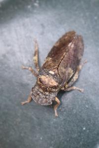 <i>Ledra aurita</i>