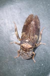 <i>Ledra aurita</i>