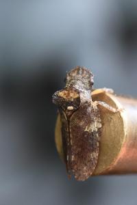 <i>Ledra aurita</i>