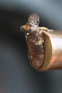 <i>Ledra aurita</i>