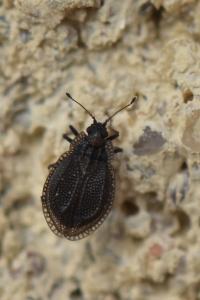 <i>Acalypta parvula</i>