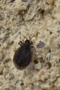 <i>Acalypta parvula</i>