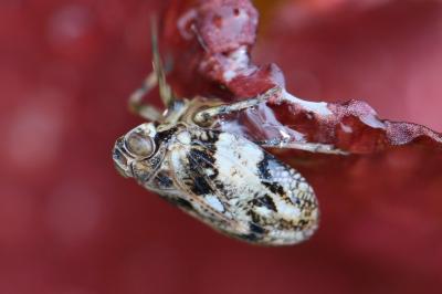 <i>Issus coleoptratus</i>