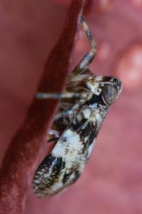 <i>Issus coleoptratus</i>