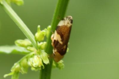 <i>Philaenus spumarius</i>