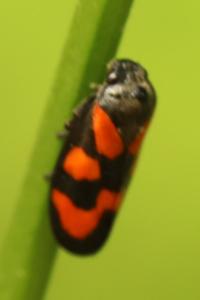 <i>Cercopis vulnerata</i>