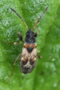 <i>Scolopostethus</i>