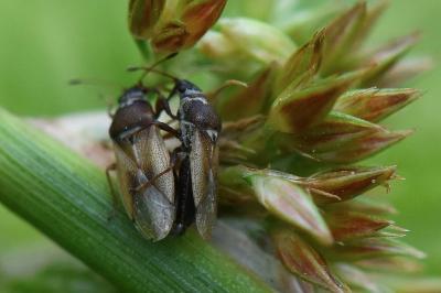 <i>Cymus melanocephalus</i>