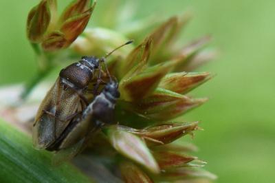 <i>Cymus melanocephalus</i>