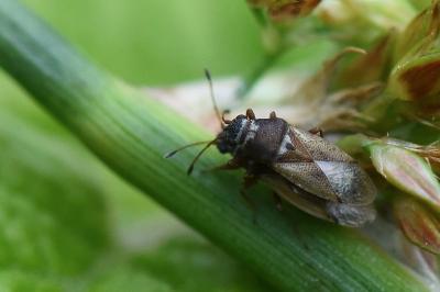 <i>Cymus melanocephalus</i>