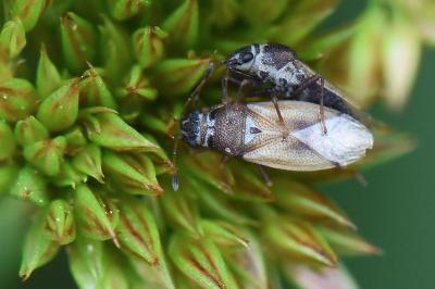 <i>Cymus melanocephalus</i>