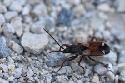 <i>Eremocoris abietis</i>