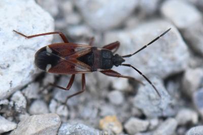 <i>Eremocoris abietis</i>