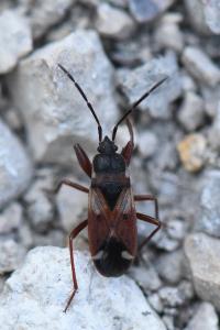 <i>Eremocoris abietis</i>
