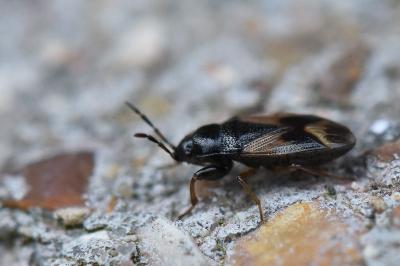 <i>Megalonotus praetextatus</i>