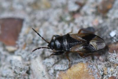 <i>Megalonotus praetextatus</i>