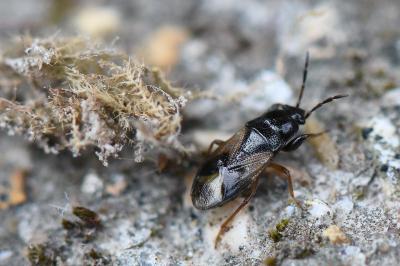 <i>Megalonotus praetextatus</i>