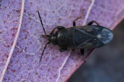 <i>Megalonotus emarginatus</i>