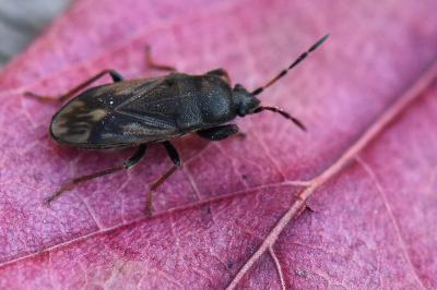 <i>Megalonotus emarginatus</i>