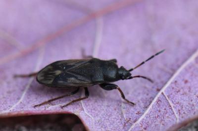 <i>Megalonotus emarginatus</i>