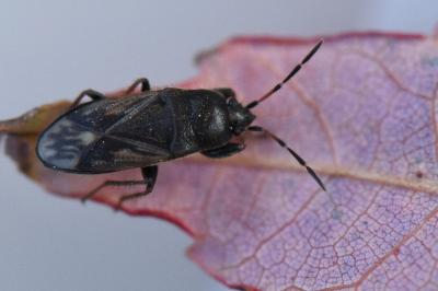 <i>Megalonotus emarginatus</i>