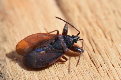 <i>Gastrodes grossipes</i>