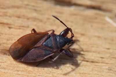 <i>Gastrodes grossipes</i>