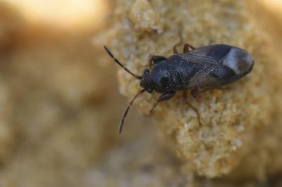<i>Megalonotus praetextatus</i>