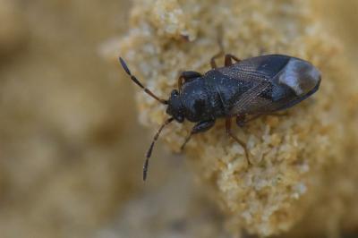 <i>Megalonotus praetextatus</i>