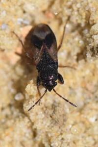 <i>Megalonotus praetextatus</i>