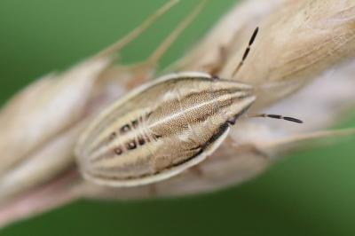 <i>Aelia acuminata</i>