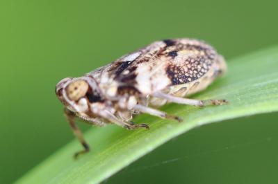 <i>Issus coleoptratus</i>